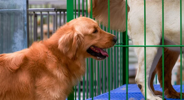 Why Does My Golden Retriever Hate the Crate? Reasons