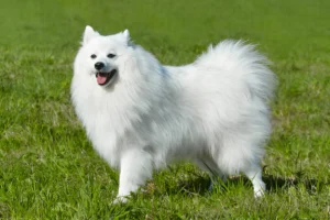 Why Does the AKC Discourage White Dogs