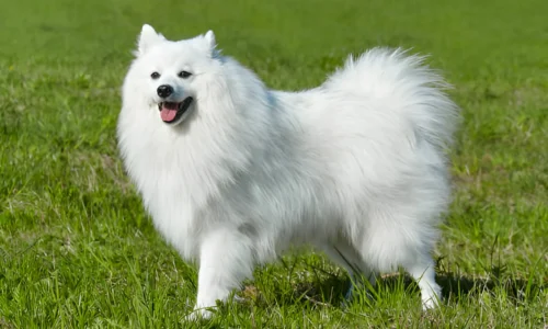 Why Does the AKC Discourage White Dogs? Explained