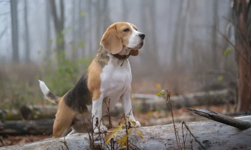 Why Is My Beagle So Quiet? Reasons Explained