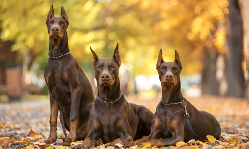 Will a Doberman Protect You? Their loyalty Explained