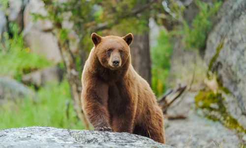 Will a Dog Protect You from a Bear? What to Expect