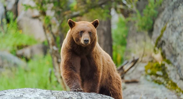 Will a Dog Protect You from a Bear? What to Expect