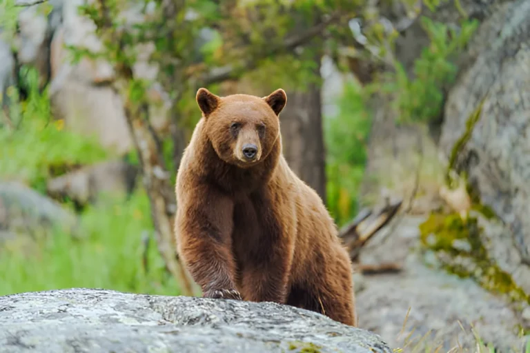 Will a Dog Protect You from a Bear