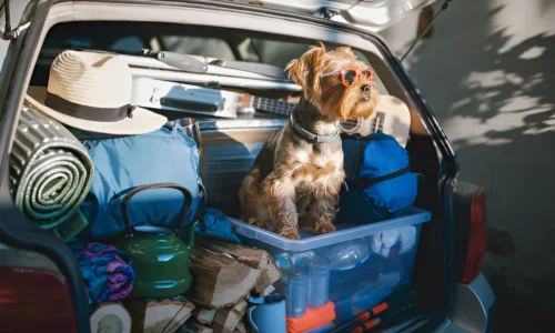 Is It Hard to Backpack with a Dog? What to Expect