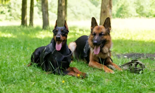 Are Dobermans Better Than German Shepherds for First-Time Owners?