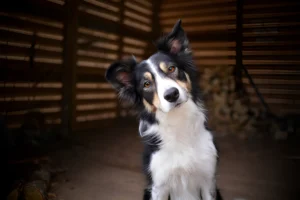 How Much Exercise Does a Border Collie Need?