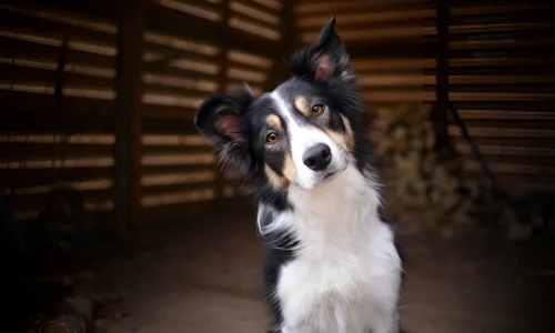 How Much Exercise Does a Border Collie Need?