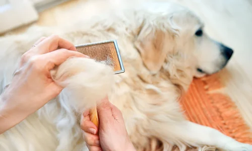 Why Does My Golden Retriever Shed So Much After a Bath?