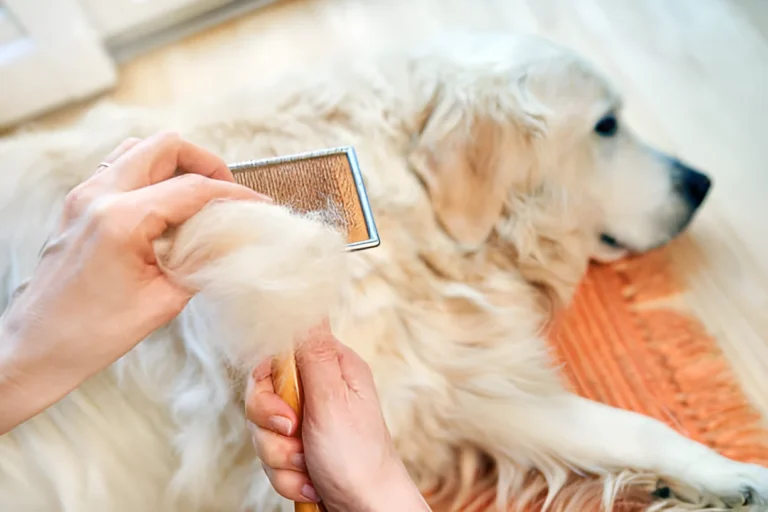 Why Does My Golden Retriever Shed So Much After a Bath?